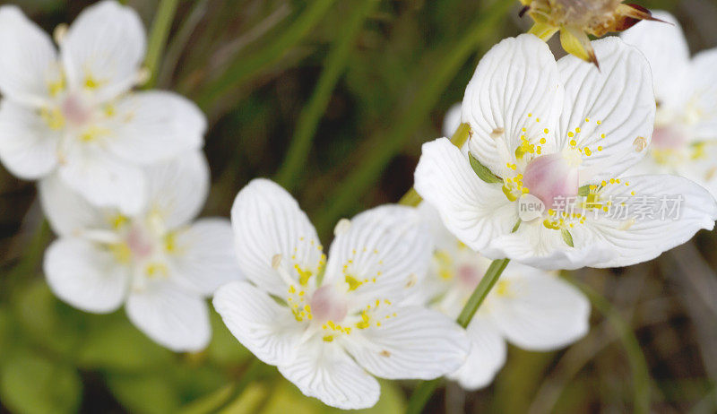 帕纳斯草(Parnassia palustris)